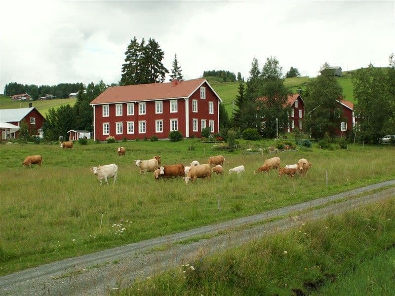 Nygården omgiven av grönska och kor.